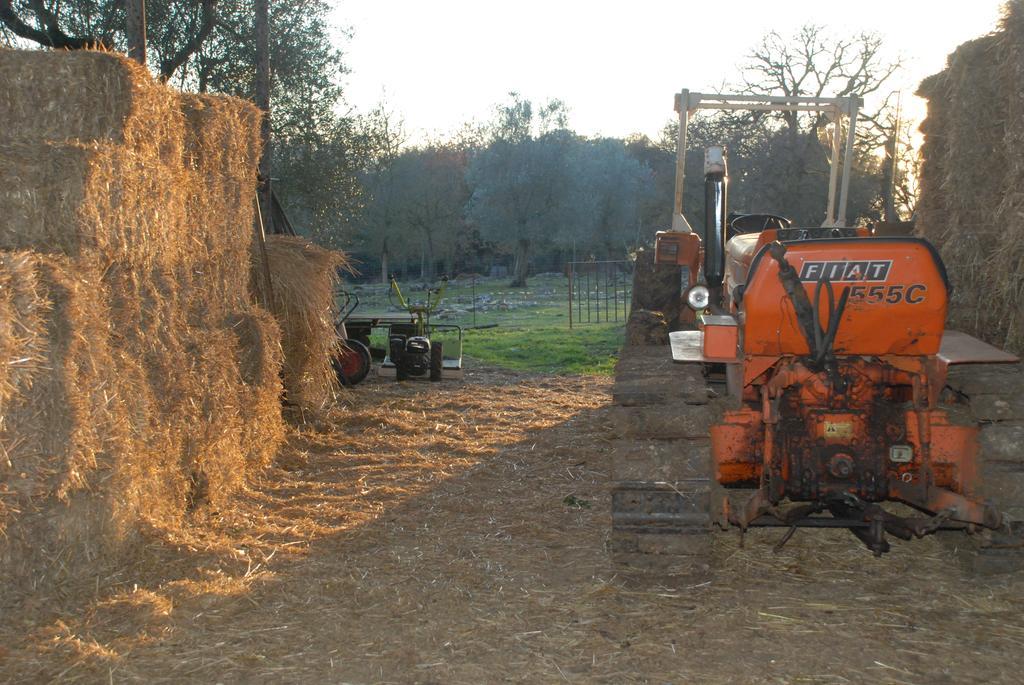 Podere Conte Racani Amelia Bagian luar foto
